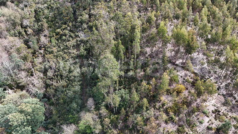 Terreno  Soure, Gesteira e Brunhós - 1390588 - 8
