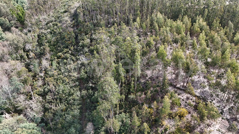Terreno  Soure, Gesteira e Brunhós - 1390588 - 9