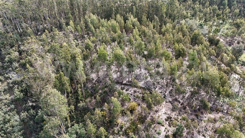 Terreno  Soure, Gesteira e Brunhós - 1390588 - 10