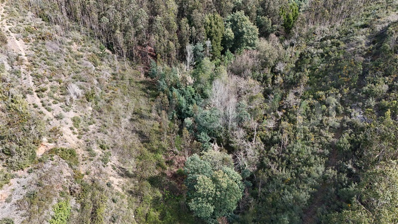 Terreno  Soure, Gesteira e Brunhós - 1390588 - 11