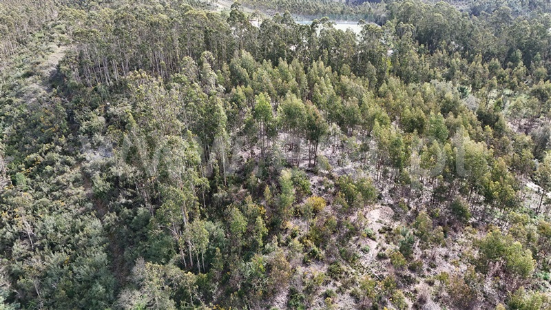 Terreno  Soure, Gesteira e Brunhós - 1390588 - 12