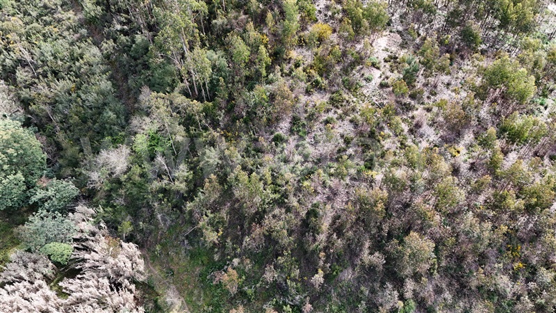 Terreno  Soure, Gesteira e Brunhós - 1390588 - 13