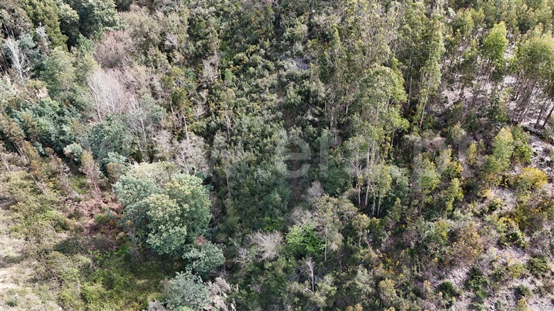 Terreno  Soure, Gesteira e Brunhós - 1390588 - 15