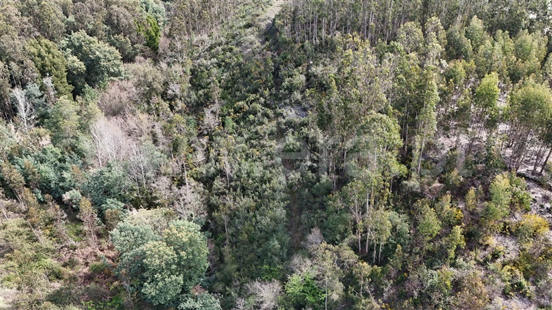 Terreno  Soure, Gesteira e Brunhós - 1390588 - 16