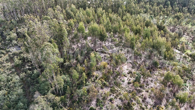 Terreno  Soure, Gesteira e Brunhós - 1390588 - 17