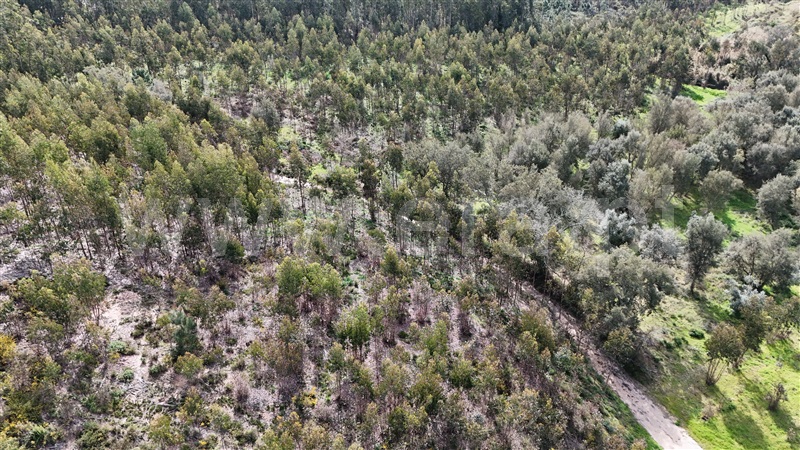 Terreno  Soure, Gesteira e Brunhós - 1390588 - 18