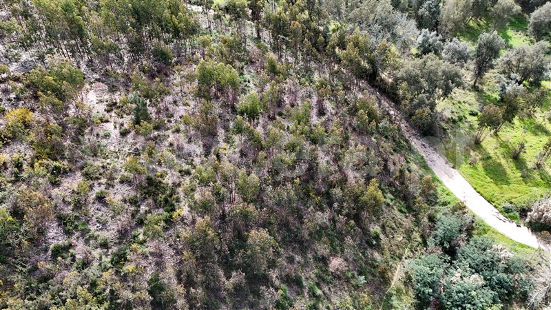 Terreno  Soure, Gesteira e Brunhós - 1390588 - 19