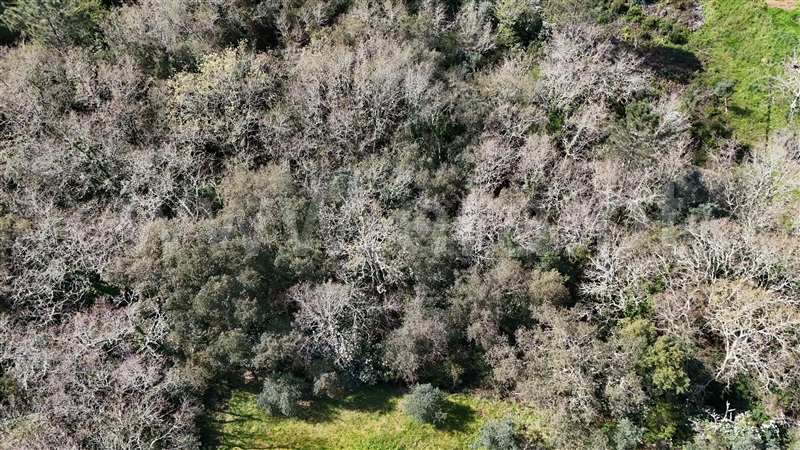 Terreno / Soure, Gesteira e Brunhós