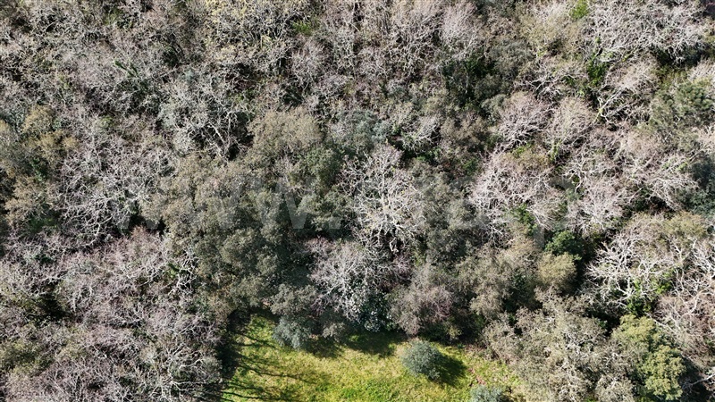 Terreno  Soure, Gesteira e Brunhós - 1390593 - 2