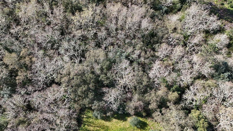 Terreno  Soure, Gesteira e Brunhós - 1390593 - 3