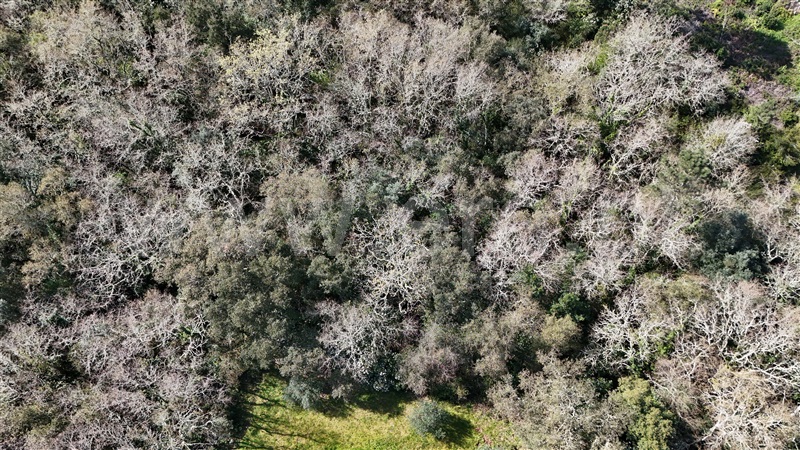 Terreno  Soure, Gesteira e Brunhós - 1390593 - 4