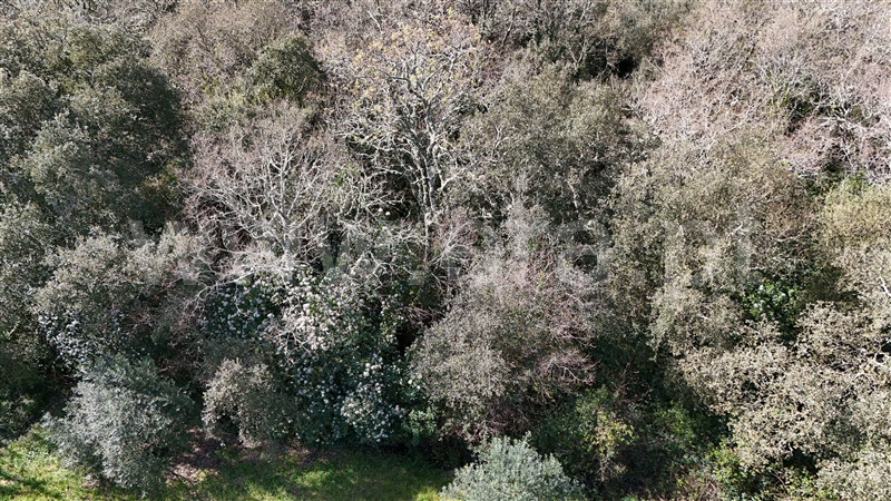 Terreno  Soure, Gesteira e Brunhós - 1390593 - 5