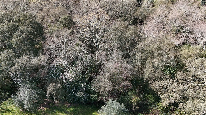 Terreno  Soure, Gesteira e Brunhós - 1390593 - 6