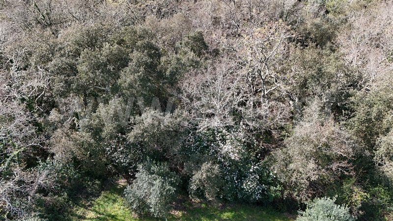 Terreno  Soure, Gesteira e Brunhós - 1390593 - 7