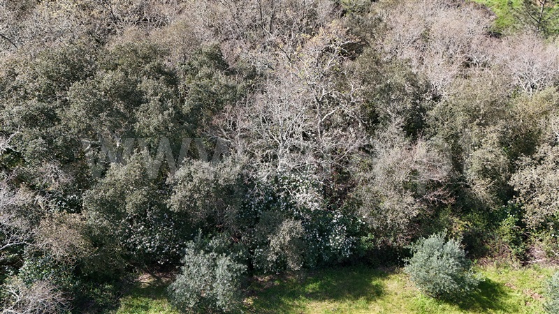 Terreno  Soure, Gesteira e Brunhós - 1390593 - 8