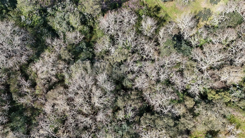 Terreno  Soure, Gesteira e Brunhós - 1390593 - 10