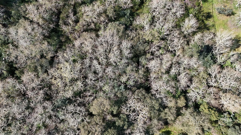Terreno  Soure, Gesteira e Brunhós - 1390593 - 11