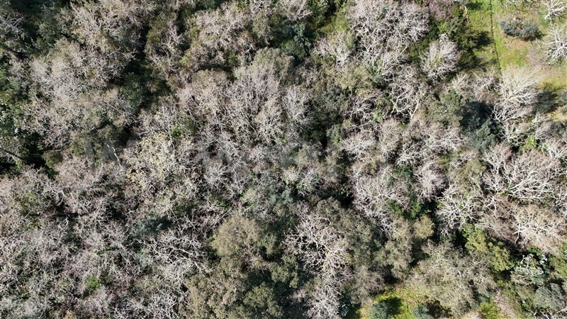 Terreno  Soure, Gesteira e Brunhós - 1390593 - 12