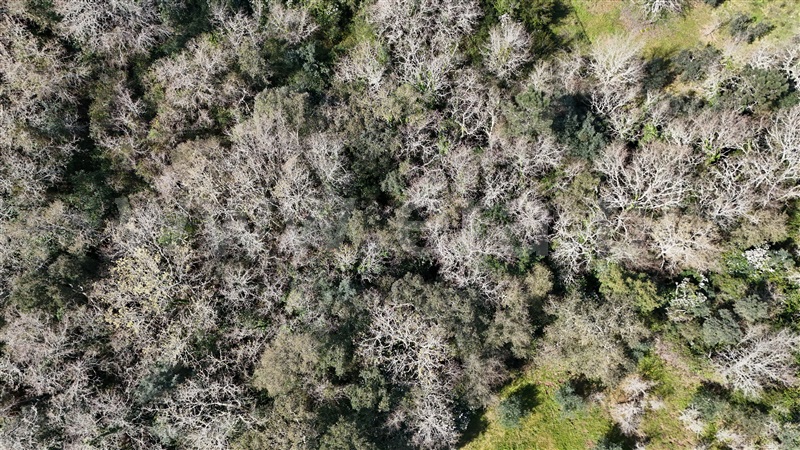 Terreno  Soure, Gesteira e Brunhós - 1390593 - 13