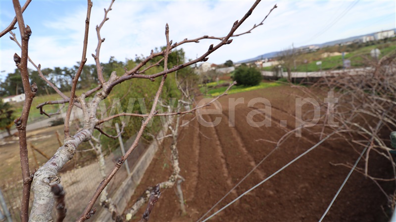 Terreno  Soure - 1387082 - 1