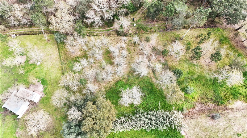 Terreno  Soure, Gesteira e Brunhós - 1390597 - 4