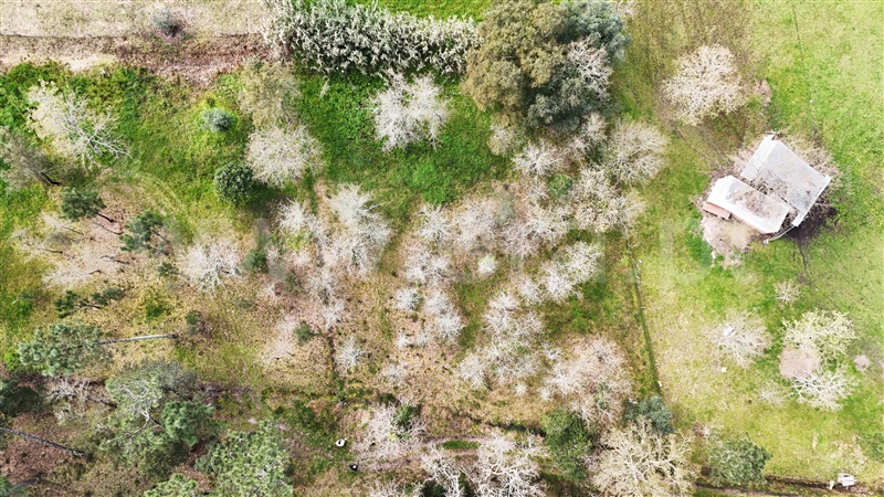 Terreno  Soure, Gesteira e Brunhós - 1390597 - 6