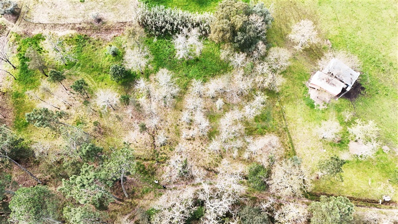 Terreno  Soure, Gesteira e Brunhós - 1390597 - 7