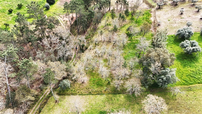 Terreno  Soure, Gesteira e Brunhós - 1390597 - 8