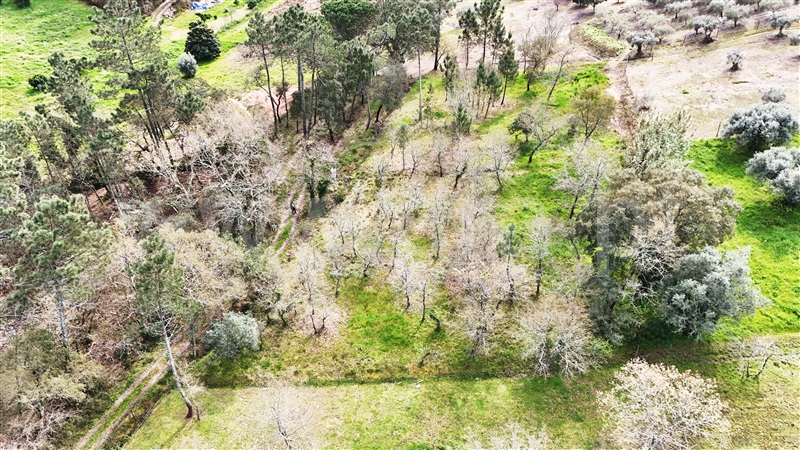 Terreno  Soure, Gesteira e Brunhós - 1390597 - 9