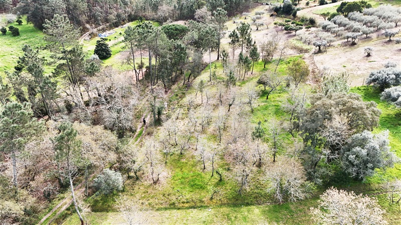 Terreno  Soure, Gesteira e Brunhós - 1390597 - 10