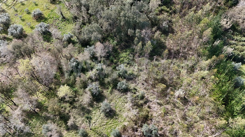 Terreno  Soure, Vinha da Rainha - 1390620 - 3