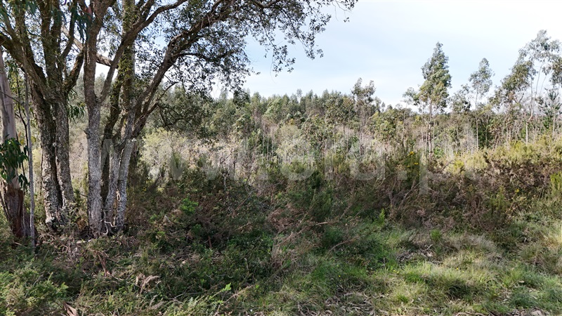 Terreno  Soure, Vinha da Rainha - 1390620 - 15
