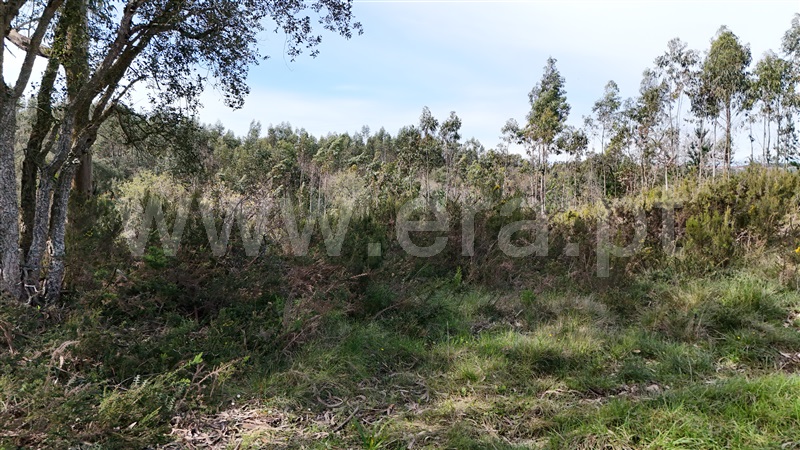 Terreno  Soure, Vinha da Rainha - 1390620 - 18