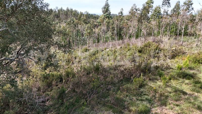 Terreno  Soure, Vinha da Rainha - 1390620 - 19