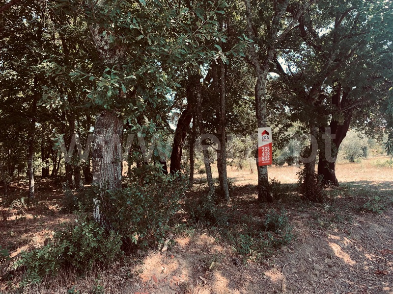 Terreno  Tábua - 1192454 - 4