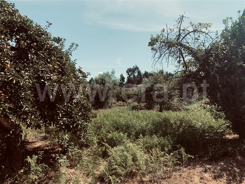 Terreno  Tábua - 1192454 - 6