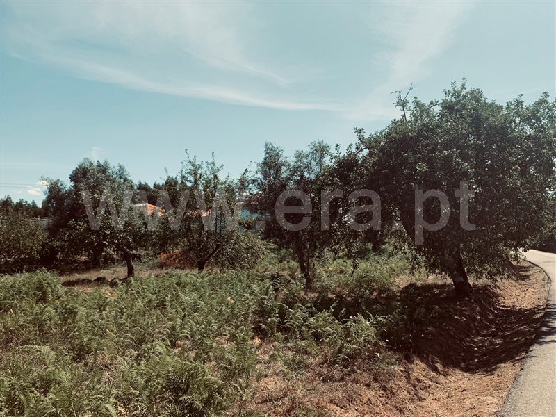 Terreno  Tábua - 1192454 - 7