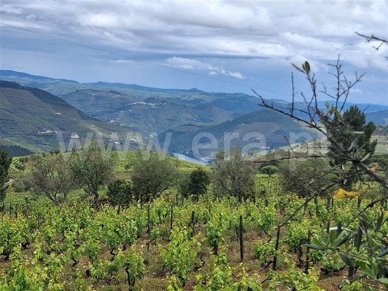 Terreno / Tabuaço, Adorigo