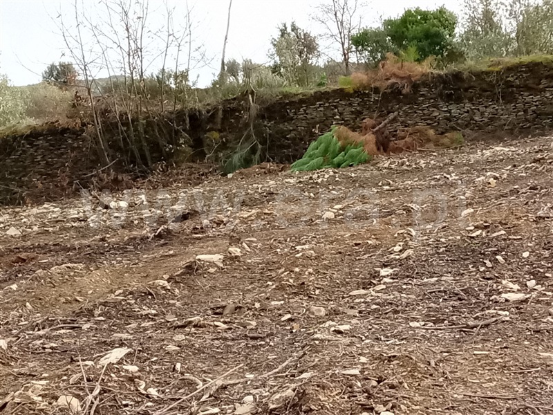 Terreno  Tabuaço, Longa - 1236294 - 2