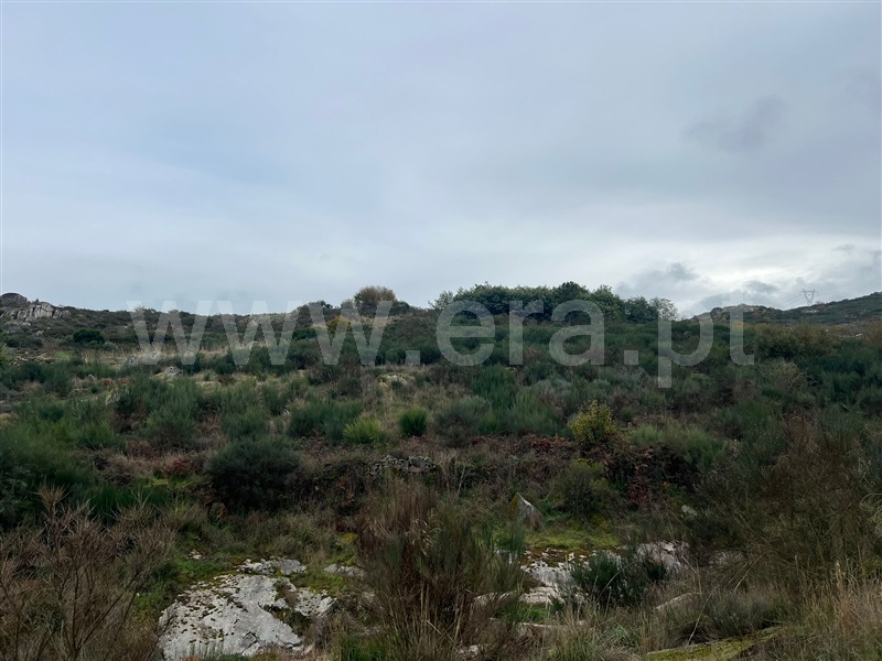 Terreno  Tabuaço, Barcos e Santa Leocádia - 1446450 - 4