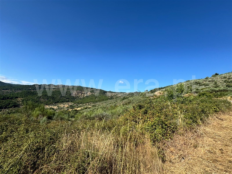 Terreno / Tabuaço, Longa