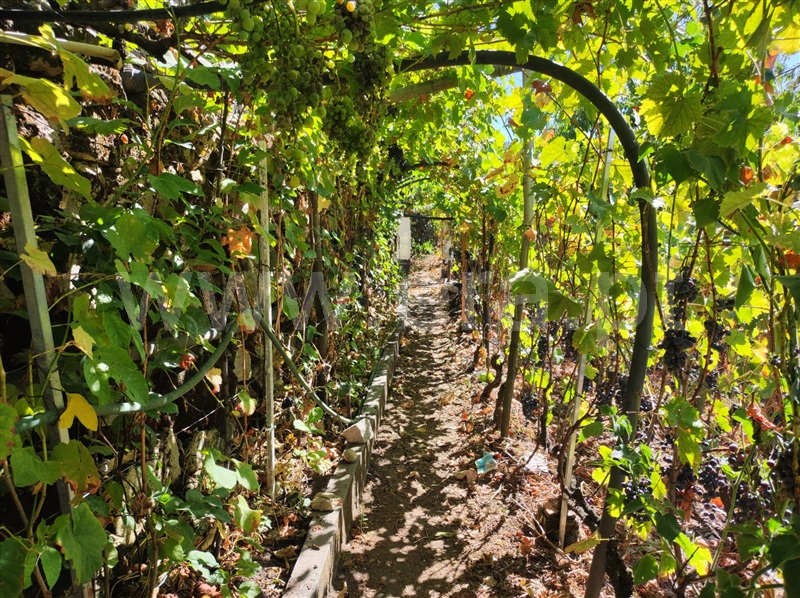 Terreno / Tarouca, São João de Tarouca