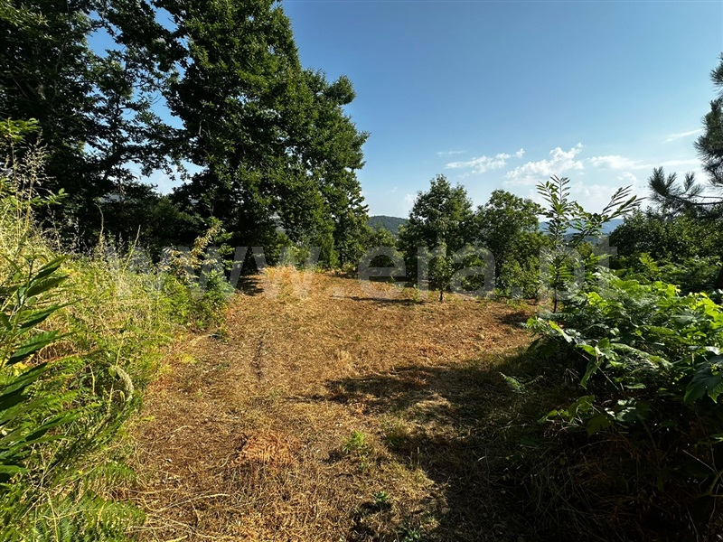 Terreno  Tarouca, Tarouca - Viseu - 1467106 - 7