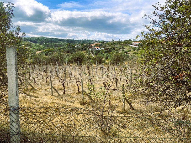Terreno  Tomar, Carregueiros - 1436224 - 2