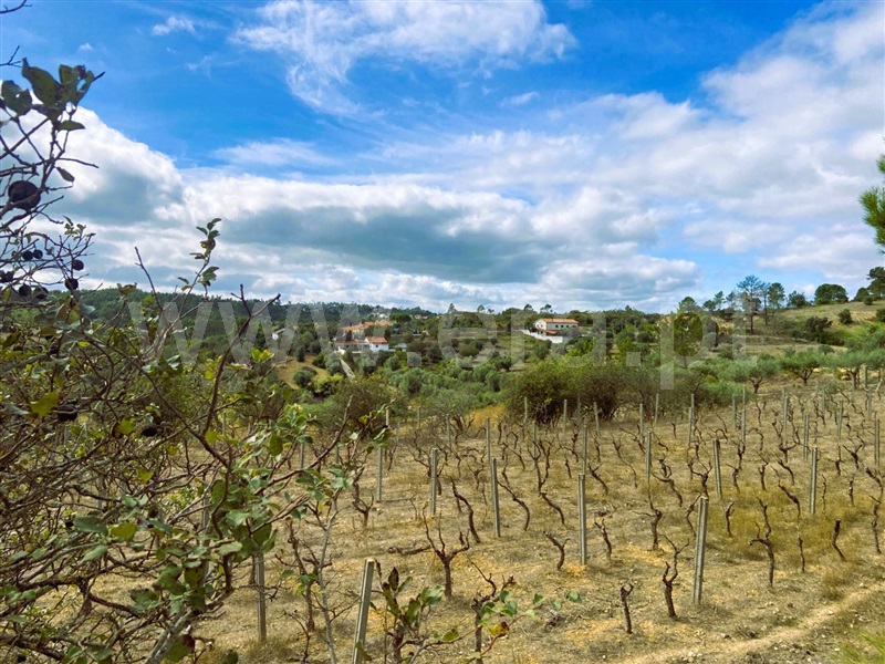 Terreno  Tomar, Carregueiros - 1436224 - 5