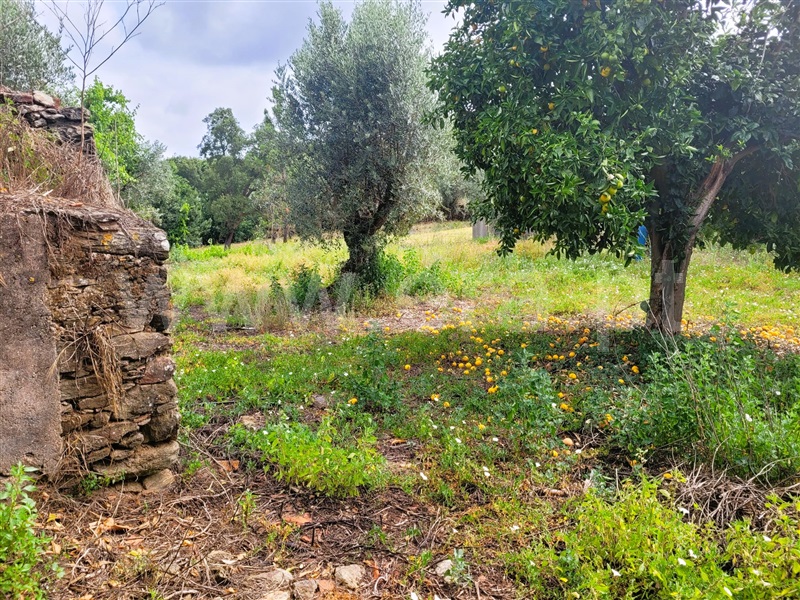 Terreno  Tomar, Casais e Alviobeira - 1342916 - 2