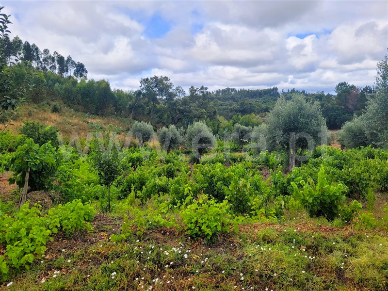 Terreno / Tomar, Casais e Alviobeira