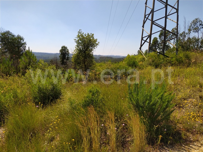 Terreno  Tomar, Sabacheira - 1094338 - 3