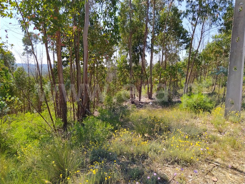 Terreno  Tomar, Sabacheira - 1094338 - 4