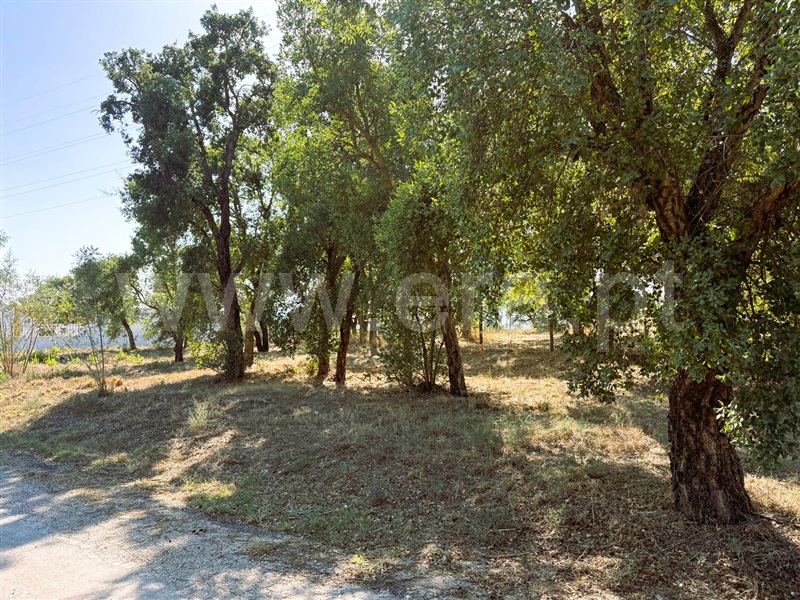 Terreno / Tomar, São Pedro de Tomar